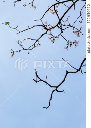 Rosy Trumpet or Pink Tacoma tree, Tabebuia rosea, cheerful blooming in park Rosy Trumpet or Pink Tacoma tree, Tabebuia rosea, cheerful blooming in park 121959610