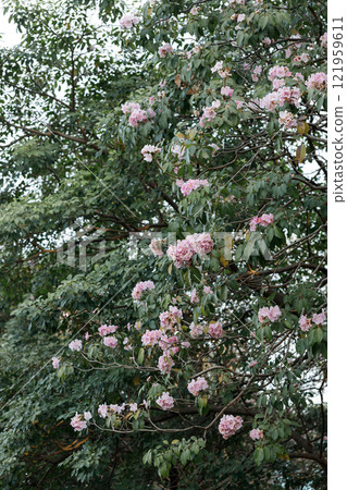 Rosy Trumpet or Pink Tacoma tree, Tabebuia rosea, cheerful blooming in park Rosy Trumpet or Pink Tacoma tree, Tabebuia rosea, cheerful blooming in park 121959611