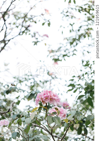 Rosy Trumpet or Pink Tacoma tree, Tabebuia rosea, cheerful blooming in park Rosy Trumpet or Pink Tacoma tree, Tabebuia rosea, cheerful blooming in park 121959615