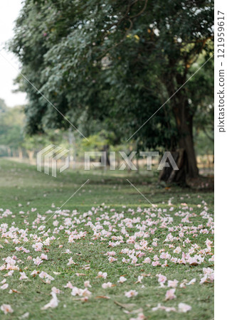 Rosy Trumpet or Pink Tacoma tree, Tabebuia rosea, cheerful blooming in park 121959617
