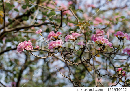 Rosy Trumpet or Pink Tacoma tree, Tabebuia rosea, cheerful blooming in park Rosy Trumpet or Pink Tacoma tree, Tabebuia rosea, cheerful blooming in park 121959622