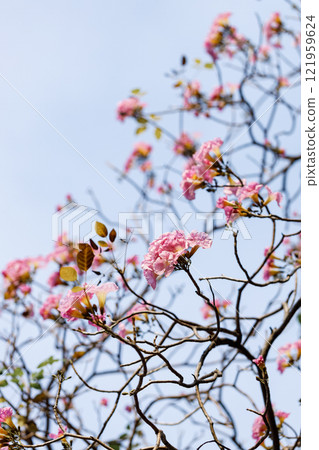 Rosy Trumpet or Pink Tacoma tree, Tabebuia rosea, cheerful blooming in park 121959624