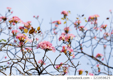 Rosy Trumpet or Pink Tacoma tree, Tabebuia rosea, cheerful blooming in park Rosy Trumpet or Pink Tacoma tree, Tabebuia rosea, cheerful blooming in park 121959625