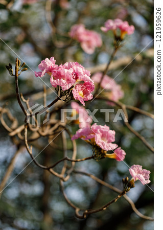 Rosy Trumpet or Pink Tacoma tree, Tabebuia rosea, cheerful blooming in park 121959626