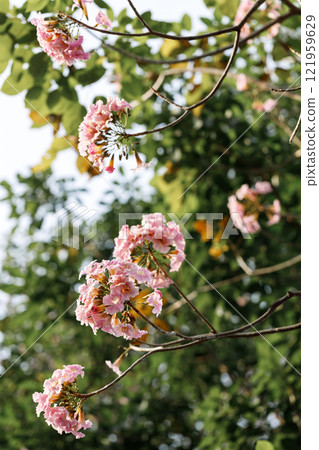 Rosy Trumpet or Pink Tacoma tree, Tabebuia rosea, cheerful blooming in park 121959629