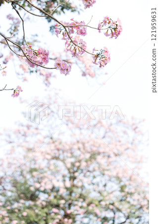 Rosy Trumpet or Pink Tacoma tree, Tabebuia rosea, cheerful blooming in park 121959631