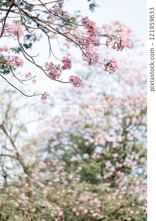 Rosy Trumpet or Pink Tacoma tree, Tabebuia rosea, cheerful blooming in park Rosy Trumpet or Pink Tacoma tree, Tabebuia rosea, cheerful blooming in park 121959633