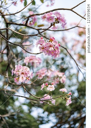 Rosy Trumpet or Pink Tacoma tree, Tabebuia rosea, cheerful blooming in park Rosy Trumpet or Pink Tacoma tree, Tabebuia rosea, cheerful blooming in park 121959634