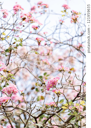 Rosy Trumpet or Pink Tacoma tree, Tabebuia rosea, cheerful blooming in park 121959635