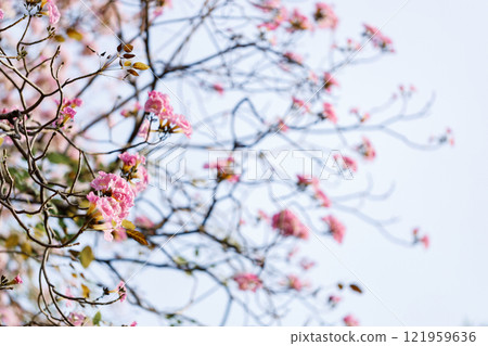 Rosy Trumpet or Pink Tacoma tree, Tabebuia rosea, cheerful blooming in park Rosy Trumpet or Pink Tacoma tree, Tabebuia rosea, cheerful blooming in park 121959636