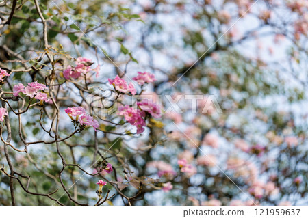 Rosy Trumpet or Pink Tacoma tree, Tabebuia rosea, cheerful blooming in park Rosy Trumpet or Pink Tacoma tree, Tabebuia rosea, cheerful blooming in park 121959637