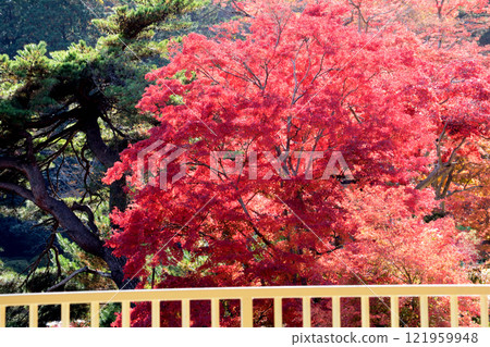 蛇鼻子 2024-11-17 #144 蛇鼻子 2024-11-17 #144 121959948