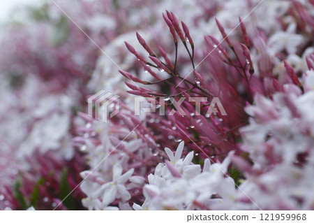 Hagoromo Jasmine in the rain 121959968