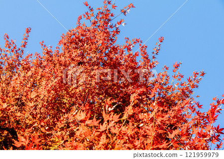 Autumn leaves shining in the blue sky Autumn leaves shining in the blue sky 121959979