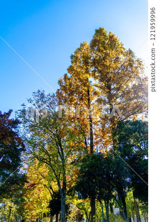 View the colorful metasequoia trees against the blue sky 121959996