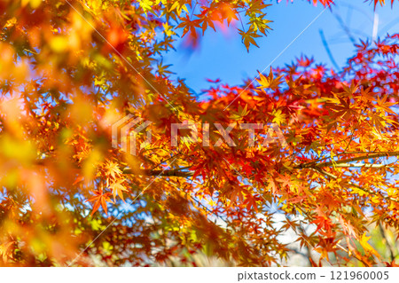 Bright autumn leaves 121960005
