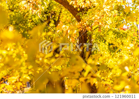 Golden ginkgo leaves 121960011