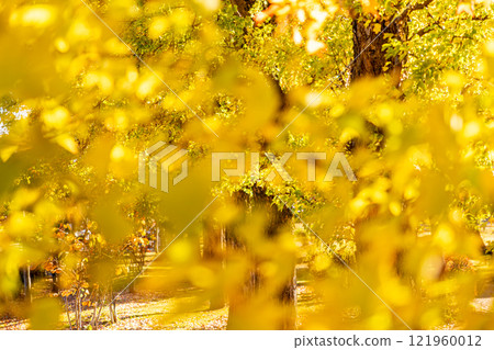 Golden ginkgo leaves 121960012