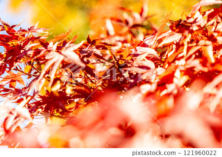 Autumnal maple leaves Autumnal maple leaves 121960022