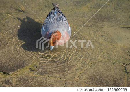 Wigeon (male) Nakanoshima Park, Tosabori River, Osaka City 121960069