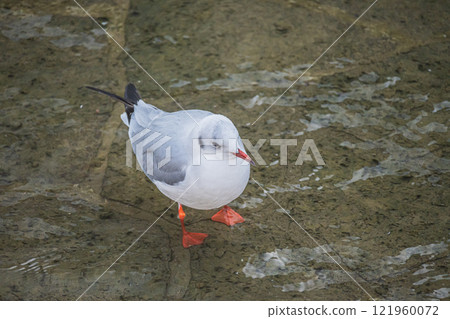 Black-headed Gull, Tosabori River, Osaka City, Nakanoshima Park Black-headed Gull, Tosabori River, Osaka City, Nakanoshima Park 121960072