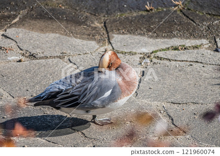 Wigeon (male) Nakanoshima Park, Tosabori River, Osaka City 121960074
