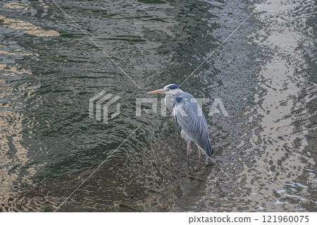 Grey Heron, Tosabori River, Osaka City, Nakanoshima Park 121960075