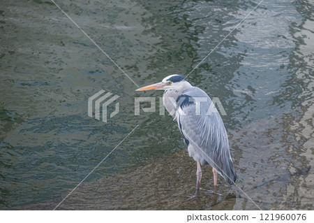大阪市土佐堀川市灰鷺中之島公園 121960076