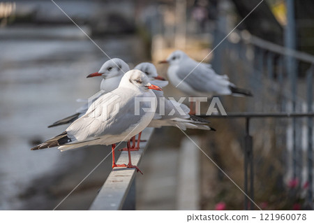 大阪市土佐堀川中之島公園內的黑頭鷗 121960078