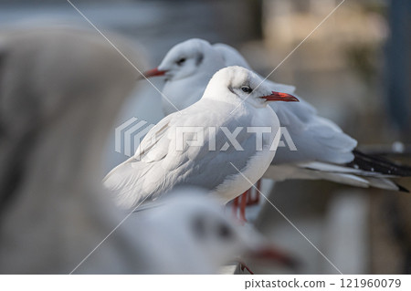 大阪市土佐堀川中之島公園內的黑頭鷗 121960079