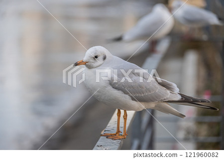 Black-headed Gull, Tosabori River, Osaka City, Nakanoshima Park Black-headed Gull, Tosabori River, Osaka City, Nakanoshima Park 121960082