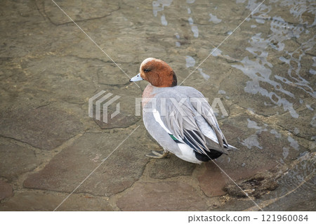 Wigeon（男）大阪市土佐堀川中之島公園 121960084