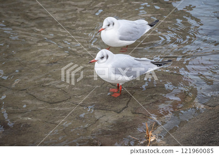大阪市土佐堀川中之島公園內的黑頭鷗 121960085