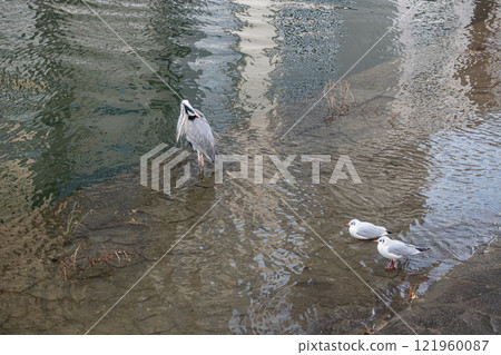 大阪市土佐堀川中之島公園的黑頭鷗與灰鷺 121960087