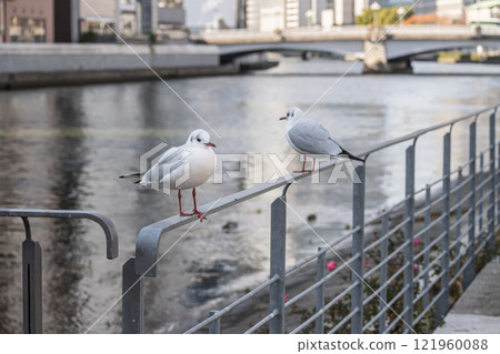 大阪市土佐堀川中之島公園內的黑頭鷗 121960088