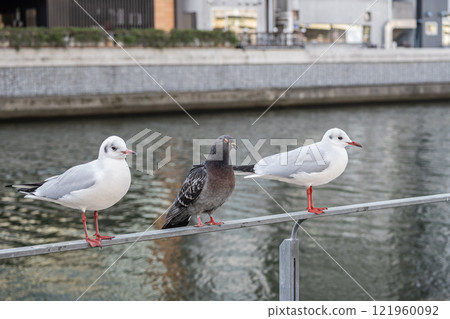 大阪市土佐堀川市中之島公園的黑頭鷗與鴿子 121960092