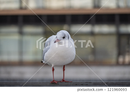 大阪市土佐堀川中之島公園內的黑頭鷗 121960093