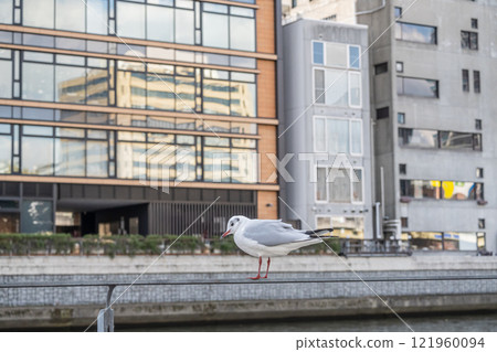 大阪市土佐堀川中之島公園內的黑頭鷗 121960094