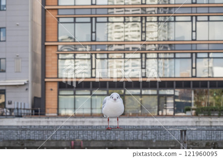 大阪市土佐堀川中之島公園內的黑頭鷗 121960095