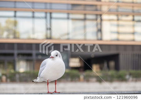 Black-headed Gull, Tosabori River, Osaka City, Nakanoshima Park Black-headed Gull, Tosabori River, Osaka City, Nakanoshima Park 121960096