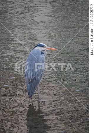 Grey Heron, Tosabori River, Osaka City, Nakanoshima Park 121960099