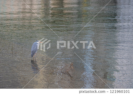 Grey Heron, Tosabori River, Osaka City, Nakanoshima Park 121960101