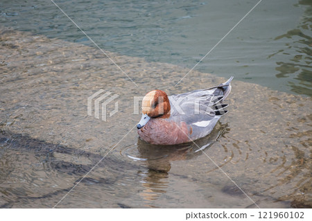 Wigeon (male) Nakanoshima Park, Tosabori River, Osaka City 121960102