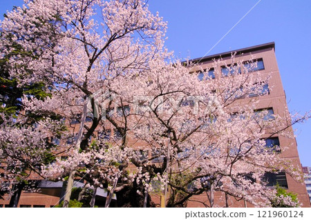Morioka scenery: Ishiwarizakura in full bloom Morioka scenery: Ishiwarizakura in full bloom 121960124