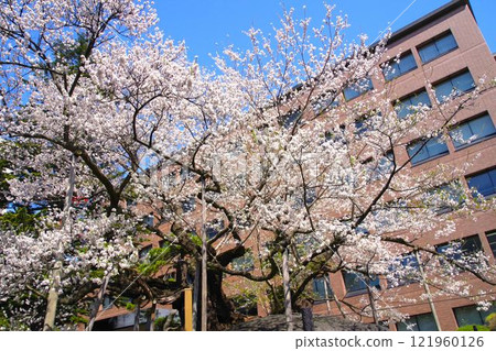 Morioka scenery: Cherry blossom viewing spot in Morioka: Ishiwarizakura in full bloom 121960126