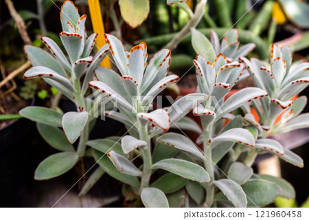 Macro shot of Kalanchoe tomentosa, Baker variety, featuring velvety leaves with striking dotted edges, basking in sunlight, against a lush green backdrop Macro shot of Kalanchoe tomentosa, Baker variety, featuring velvety leaves with striking dotted edges, basking in sunlight, against a lush green backdrop 121960458