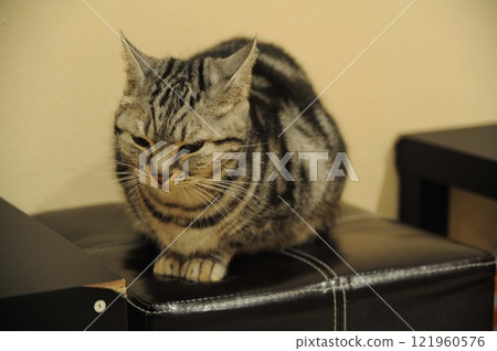 美國短髮 121960576