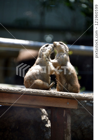 黑尾草原碼頭 黑尾草原碼頭 121960599