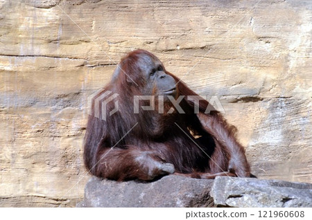 Bornean orangutan adult 121960608