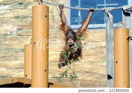 Borneo Orangutan Children 121960609